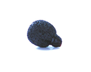 RYCOTE 105526 NEOPRENE COATED MINI LAVALIER FOAM For mini lavalier mic, black